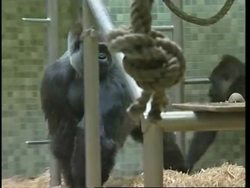 New male gorilla brought in for mating News Clip