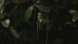 DCI4K, Newlyâ€emerged Cicada. Stock Footage