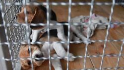 Two puppy dog in a dog cage Stock Footage