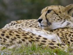 Cheetah Stock Footage