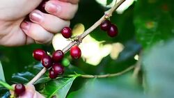 Harvesting coffee berries arabica asia thailand. Stock Footage