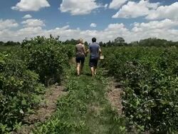 MS Young couple hold hands and smile at each other while walking away in blueberry field / Milton, Ontario, Canada Stock Footage