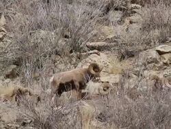 MS Shot of six large bighorn rams resting on hillside / Golden, Colorado, United States Stock Footage