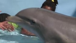Delfines y leones marinos son parte de la terapia de un grupo de ninos con problemas en Cuba News Clip