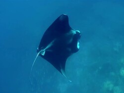 Foraging Manta Ray ram feeding on Maldives Stock Footage