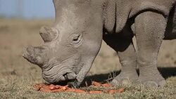 CLEAN : FILE: CITES conference to reject rhino horn trade News Clip