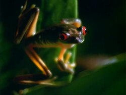 Red-eyed Tree Frog, CU frog on leaf, looks at camera.  Panama. Stock Footage