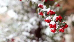 Red berries Stock Footage