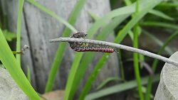 dragon millipede Stock Footage
