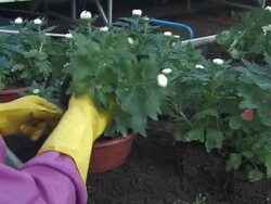 flowers replanting Stock Footage