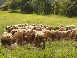 flock of sheep Stock Footage