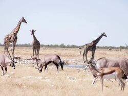 LS Safari Animals By The Waterhole Stock Footage