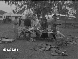 1952: NEW ORLEANS: FUR INDUSTRY: Angled WS Unidentified men, one in white coat, sorting raw hides off table, SOT giving size, number grade to stiff unidentified animals pelts (fur turned inside), teenage male sorting WHAT? Hunters, trappers, bayou. Instructional Video