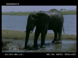 MS African Elephant (Loxodonta africana) standing at muddy pool, spraying mud over body, Botswana Stock Footage