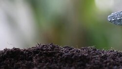 Seedlings of pumpkin on soil in the vegetable garden. Stock Footage
