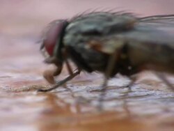 Fly Close Up Stock Footage