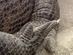 CU PAN Alligator legs / Fort Lauderdale, Florida, United States Stock Footage