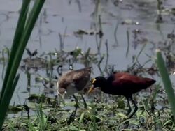 MS Northern Jacana pair hunting in wetlands / Palo Verde, Guanacaste, Costa Rica Stock Footage