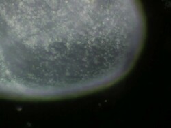 Spirostomum moving Stock Footage