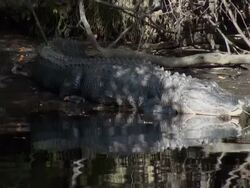 Alligator mississippiensis resting by the river Stock Footage