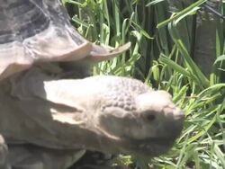 Large turtle - 3 HD 30F Stock Footage