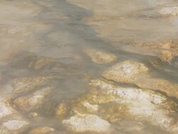 CU Warm water running from geyser on bright coloured algae / Yellowstone National Park, Wyoming, United  Stock Footage