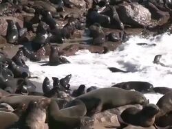 Cape fur seals (Arctocephalus pusillus)at edge of sea, Cape Cross, Namibia Stock Footage