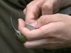 Scientist measuring bird, Danum Valley, Sabah, Malaysia, Borneo Stock Footage