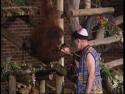 SOUTH AFRICA: JOHANNESBURG: WEDDING BETWEEN 2 ORANG-UTANS Instructional Video