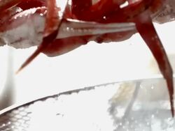 SLO MO ECU View of snow crab legs tossed on strainer and lemons in background / Los Angeles,CA,USA Stock Footage