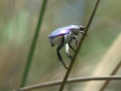 Jewel beetle Stock Footage