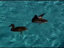 Urban Ducks in Swimming Pool Stock Footage