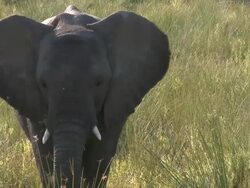 Desert Elephant (Loxodonta africana) calf, Ugab River Basin, Namibia: desert-dwelling population of African Bush Elephant though not distinct subspecies Stock Footage