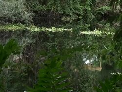 Water Hyacinths, Eichhornia crassipes, flowing down river Stock Footage