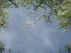 OLD PEAR TREES: MOVING OUT SPHERICALLY. CLOUDS (loop) Stock Footage