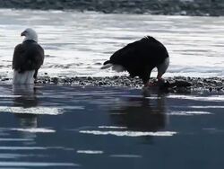 MS Bald eagles along Chilkat River in Chilkat Bald Eagle Preserve in winter feeding on Chum salmon / Haines, Alaska, United States Stock Footage