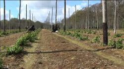 Hops shoots find their way into British cuisine Instructional Video