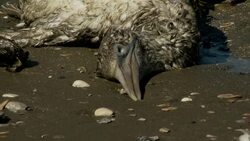An oil-soaked bird lies dead on a beach where a man inspects its wings. Stock Footage