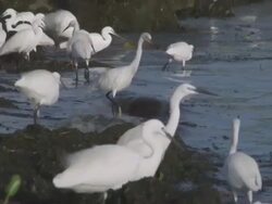 WS Herons at lake shore / Buikwe, Uganda Stock Footage
