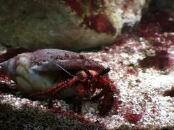 Hermit Crab, Scarlet Reef, Paguristes cadenati, HD video Stock Footage