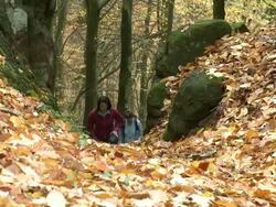 MS Hiker walking through autumn forest  / Kastel-Staadt, Rhineland-Palatinate, Germany Stock Footage
