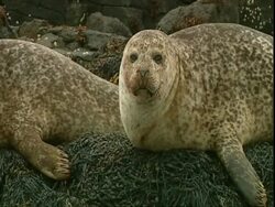 MS Grey seal (Halichoerus grypus)lying on seaweed covered rocks, turns head away from camera, blinking, Norfolk, UK Stock Footage