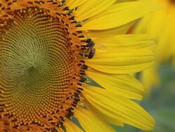 Bee working with sun flower. Stock Footage