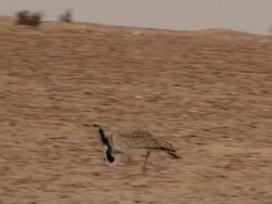Houbara Bustard (Chlamydotis undulata) runs in desert Stock Footage