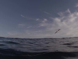 POV from under water of Bird flying over the ocean Stock Footage