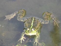 HD: frog Stock Footage