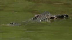 A crocodile lurks in a murky river. Stock Footage