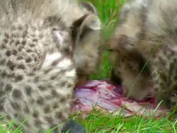 CU TU Three Cheetah cubs eating large piece of meat with adult Cheetah seated looking to camera / Safari de Peaugres, France Stock Footage