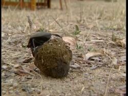 CU Dung beetle rolls ball of dung with hind legs Stock Footage