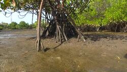 CLEAN : Mangrove protection key to survival for Senegalese community News Clip